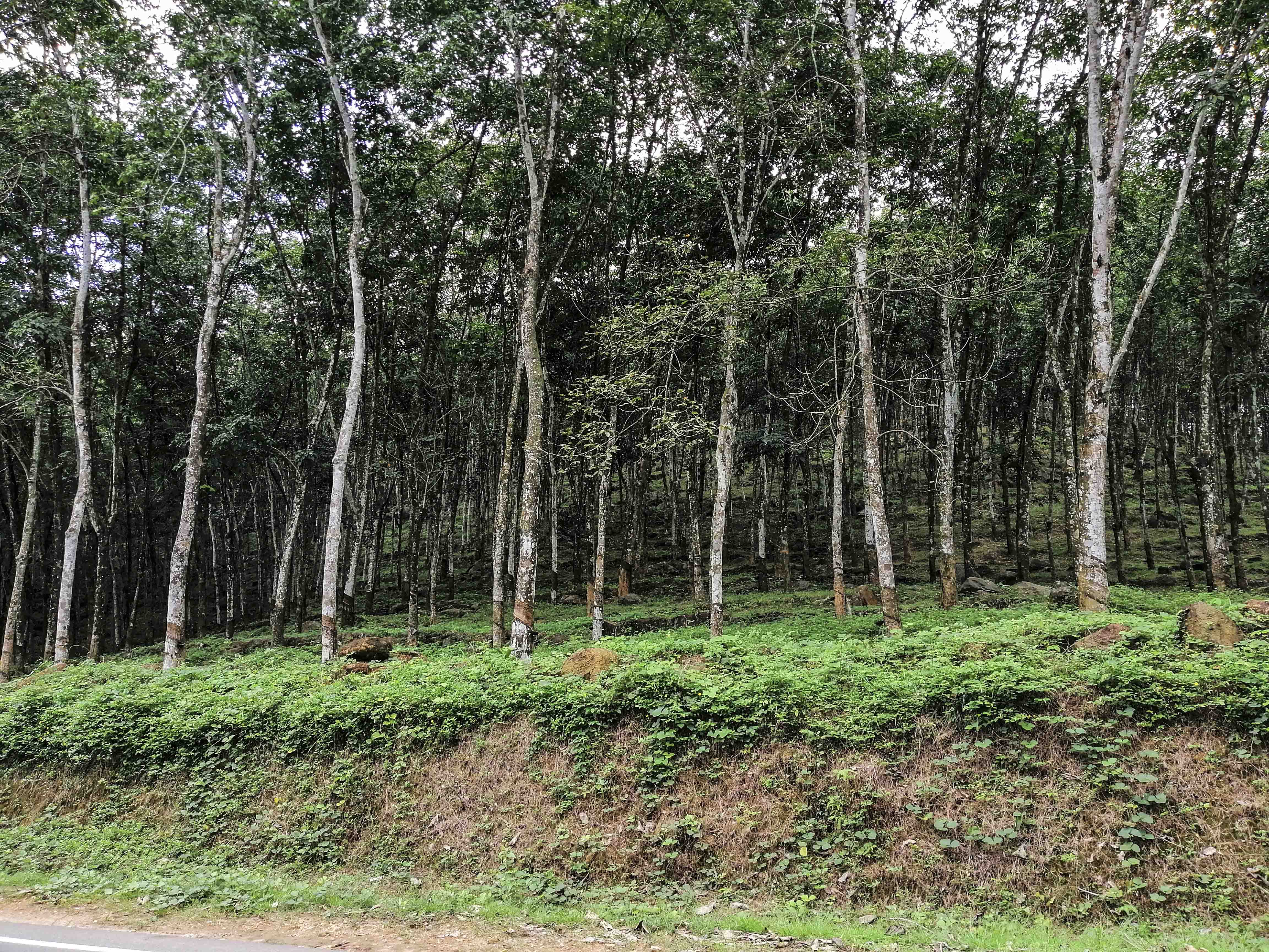 Bentota Village and Temple Cycling Tour