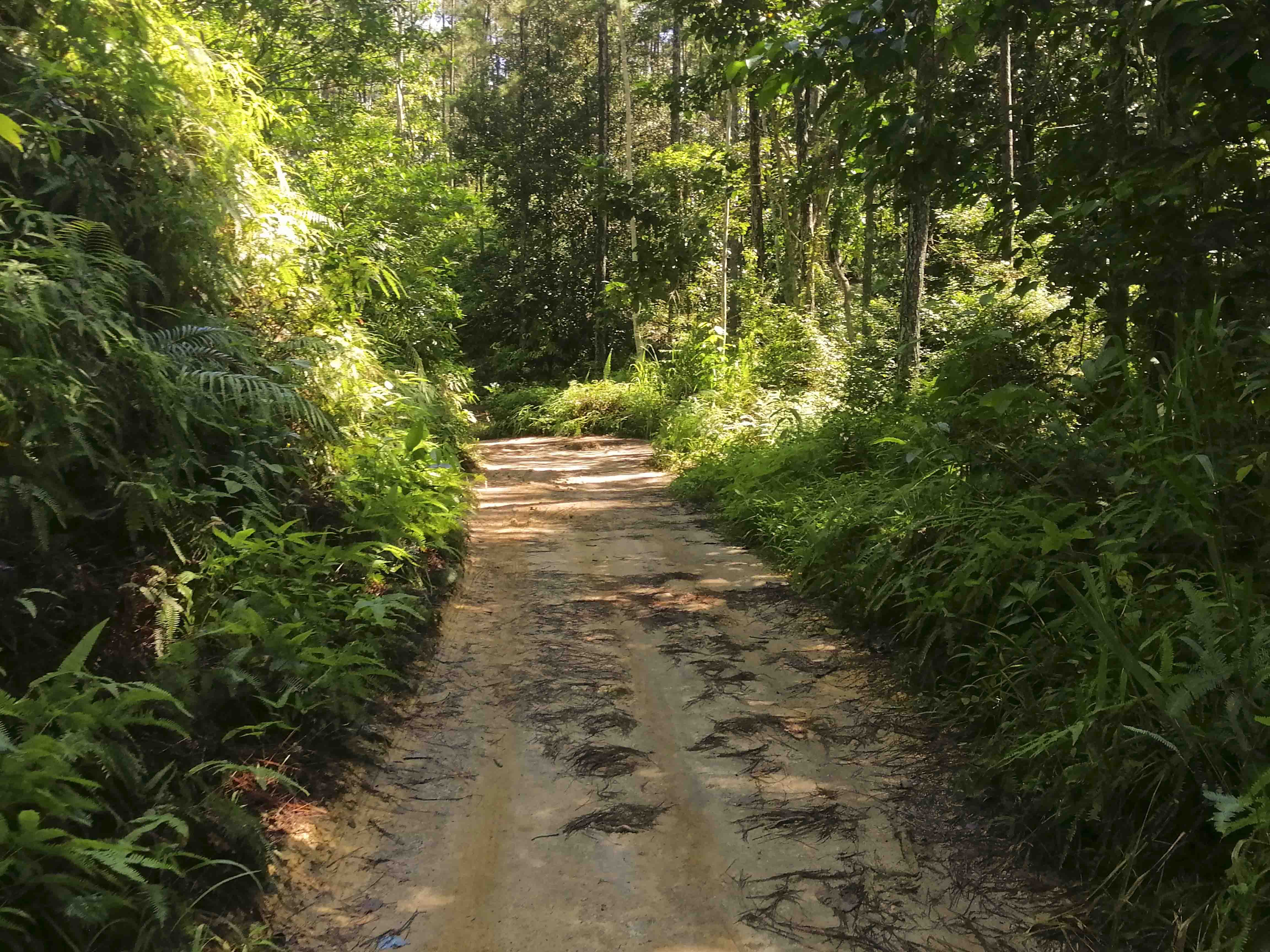 Natural Jungle Cycling Tour