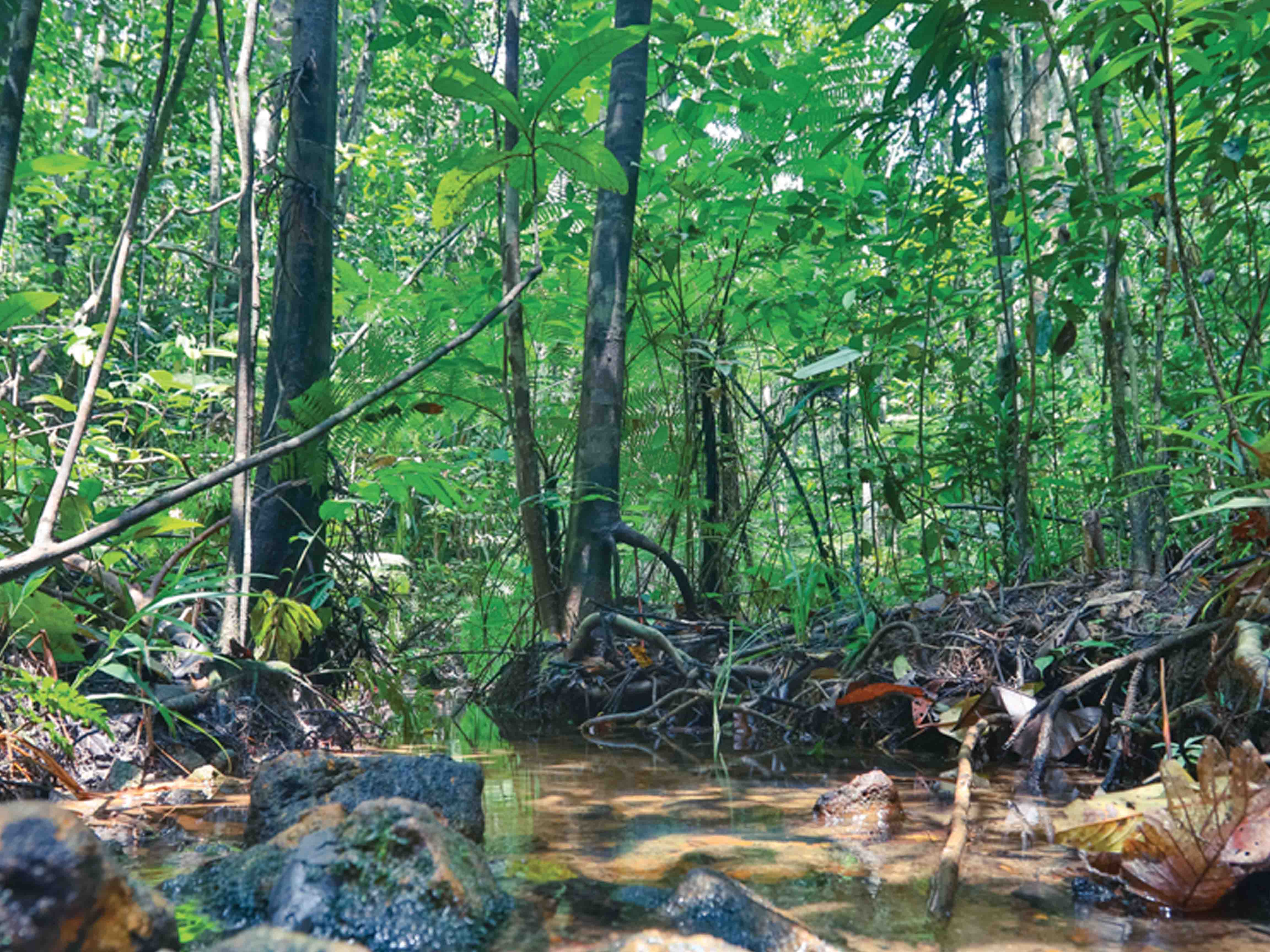 Natural Jungle Cycling Tour