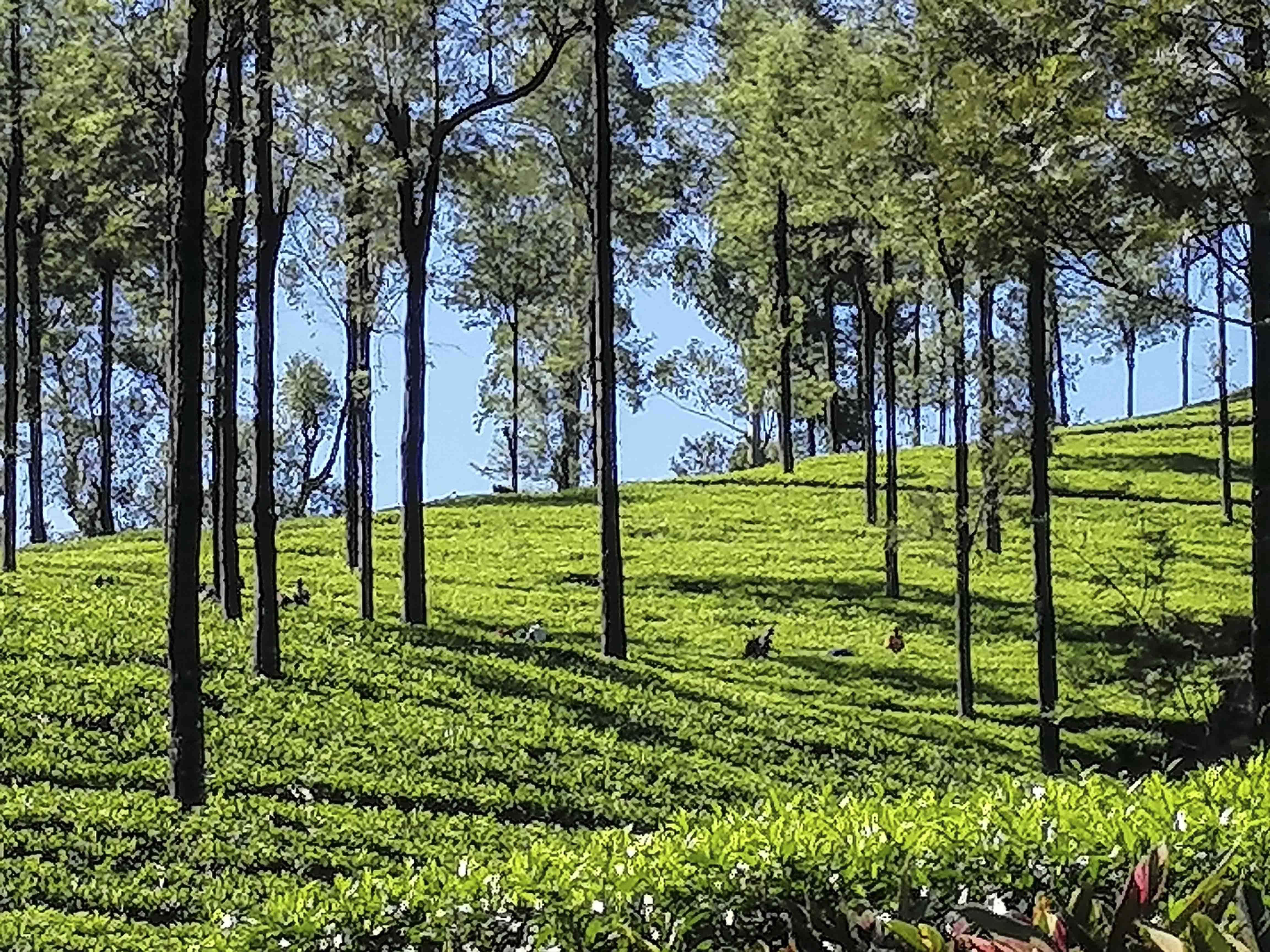 Hatton Downhill and Flat Water Rafting